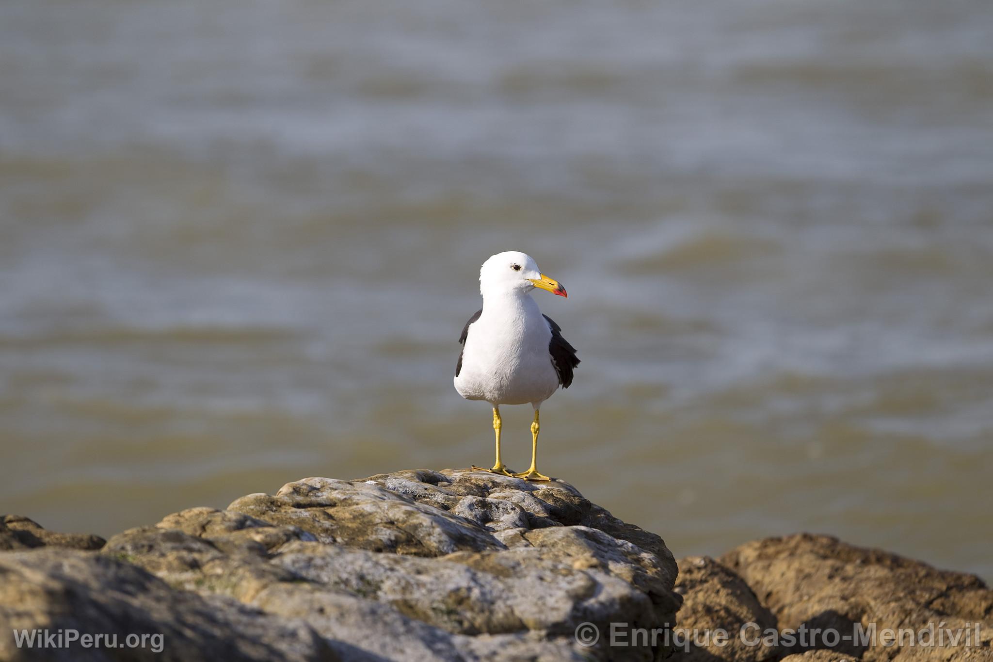 Seagull at Lagunillas Beach