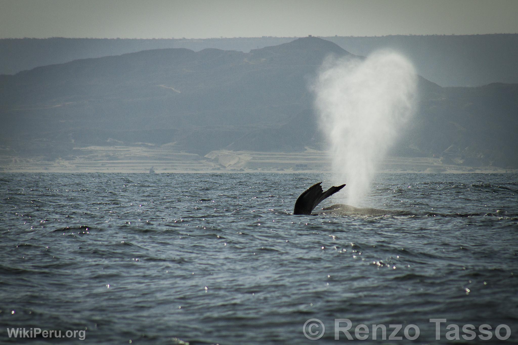 Whale Watching