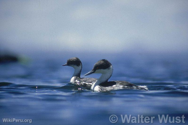 Diving Grebe, Junn