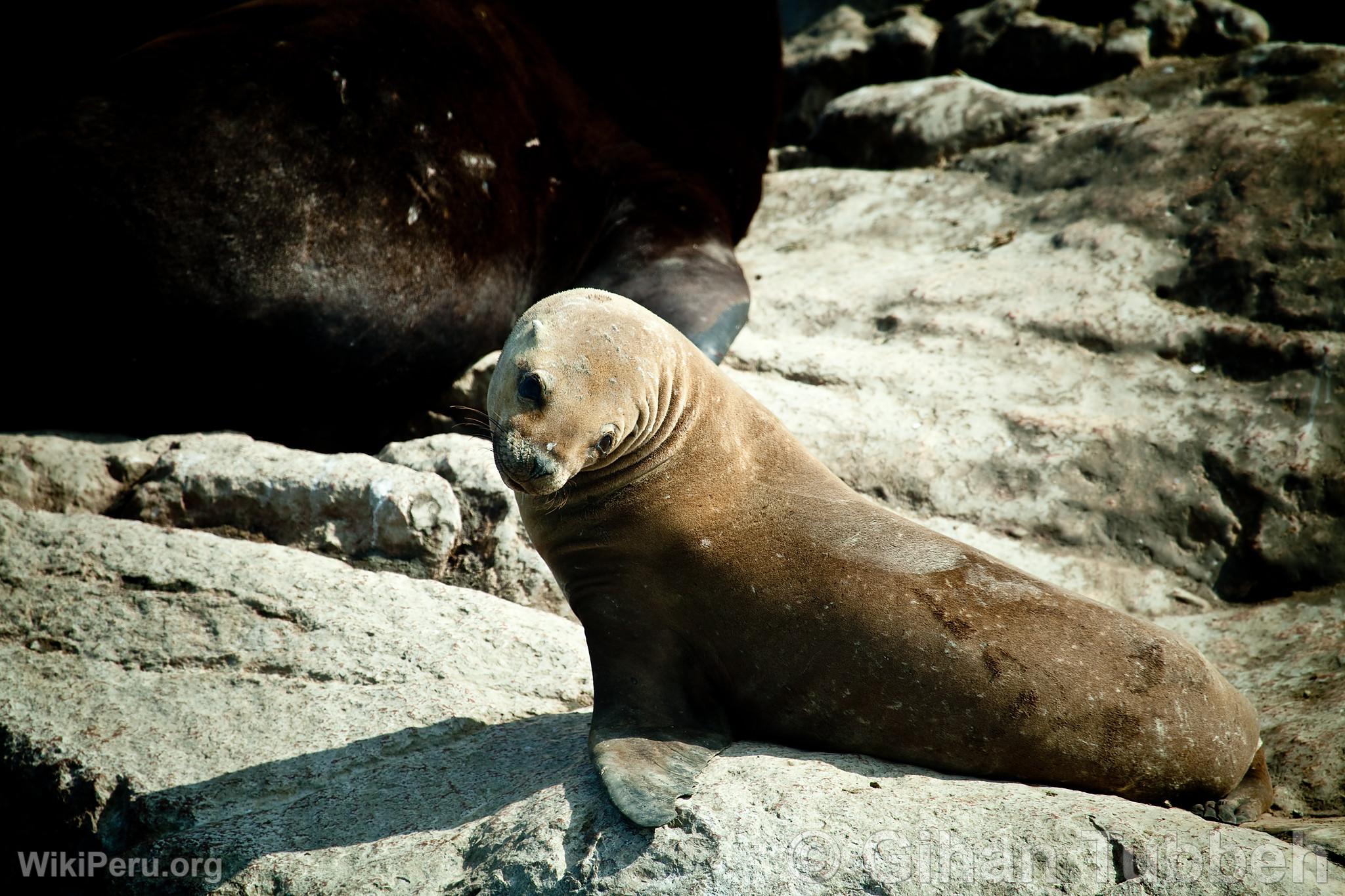 Sea Lion