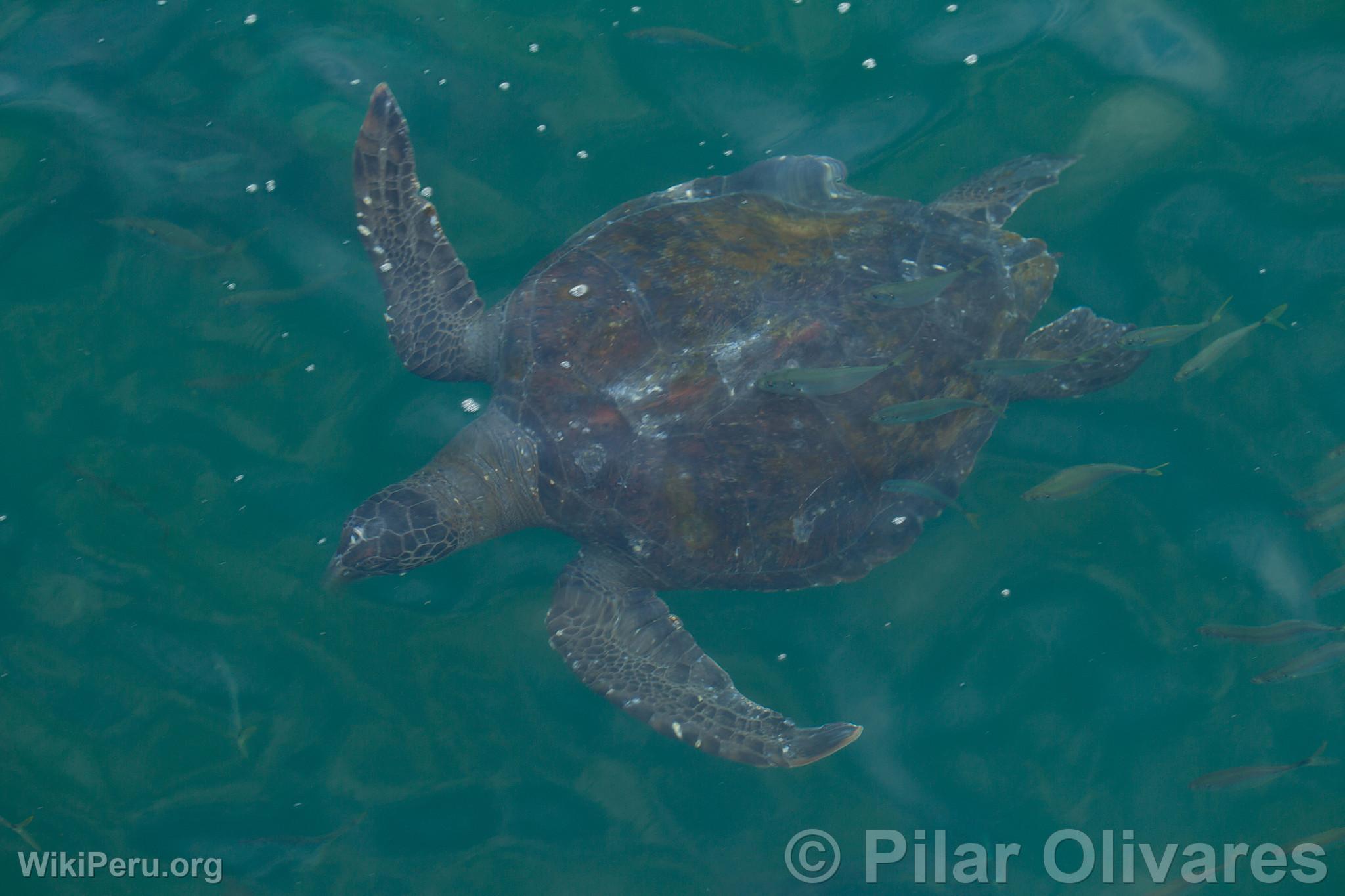 Sea Turtle at Los rganos Beach