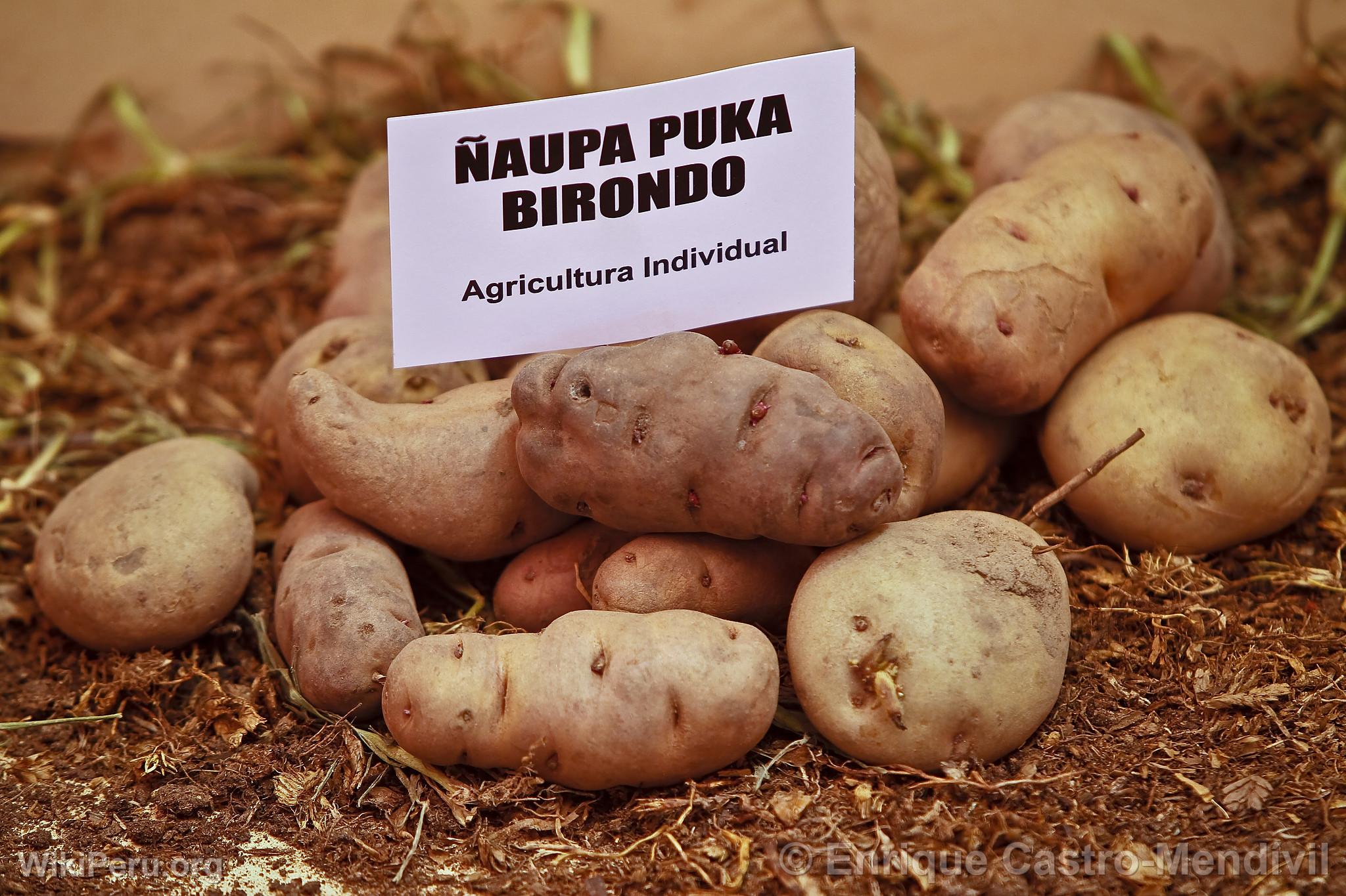 Native Potato