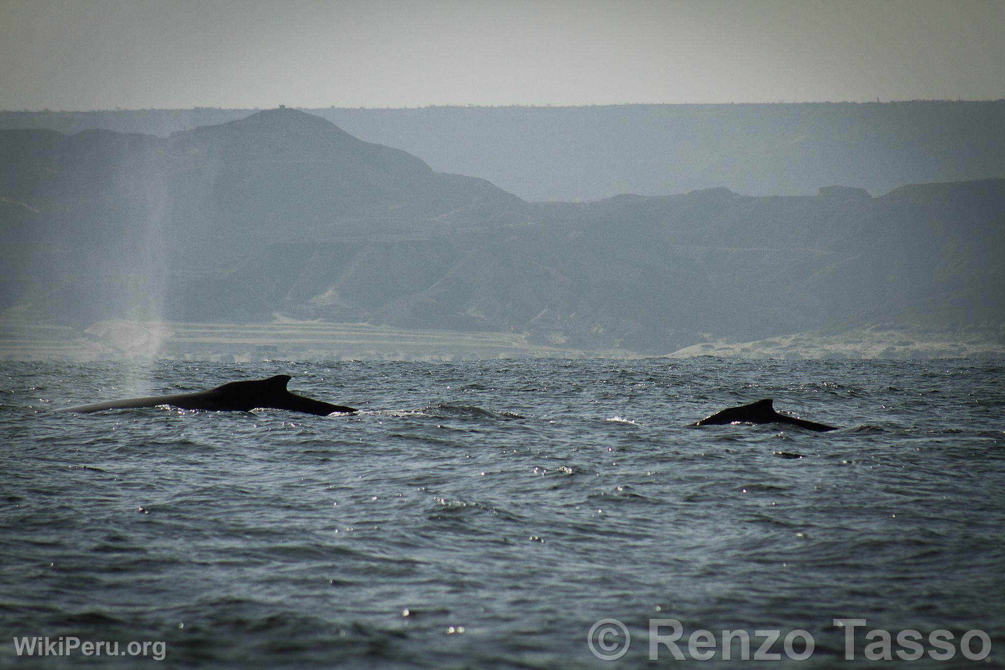 Whale Watching