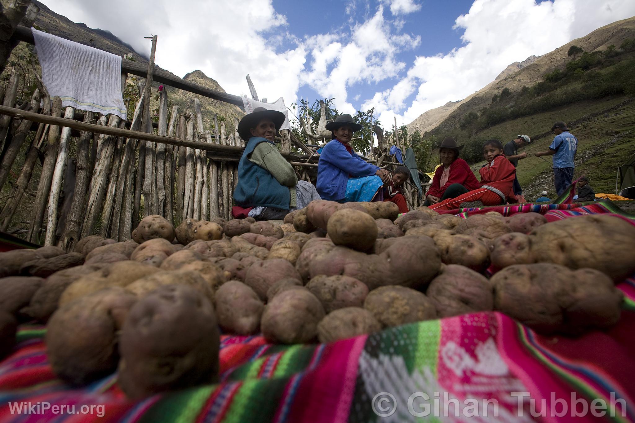 Potato Harvest