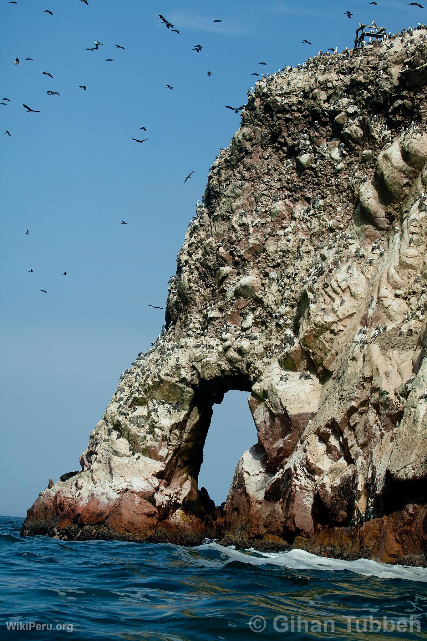 Ballestas Islands, Paracas