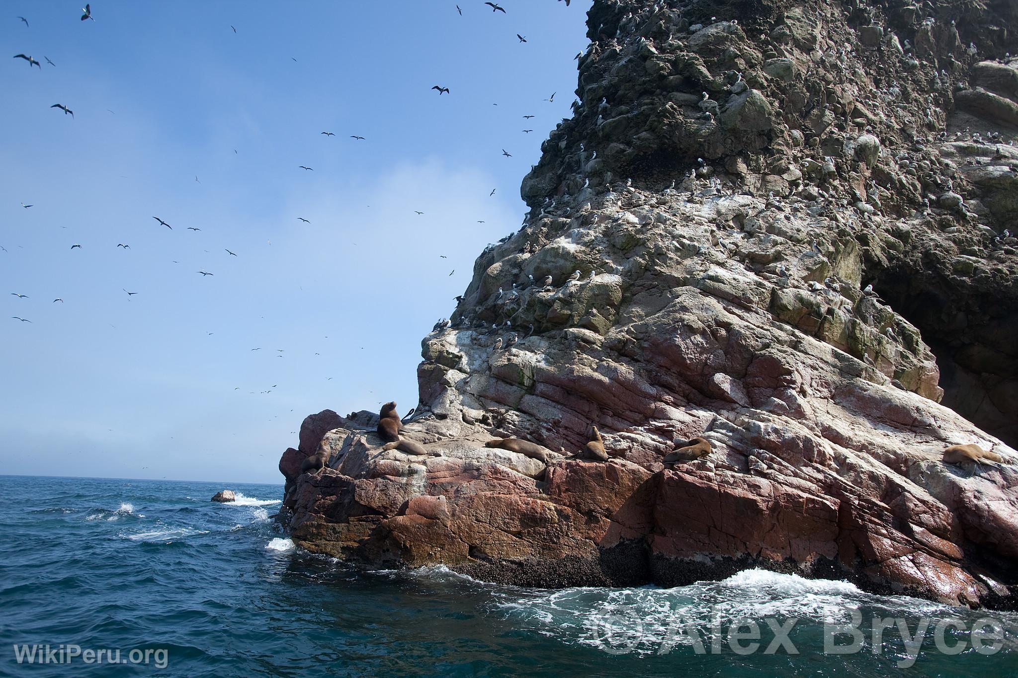 Ballestas Islands, Paracas