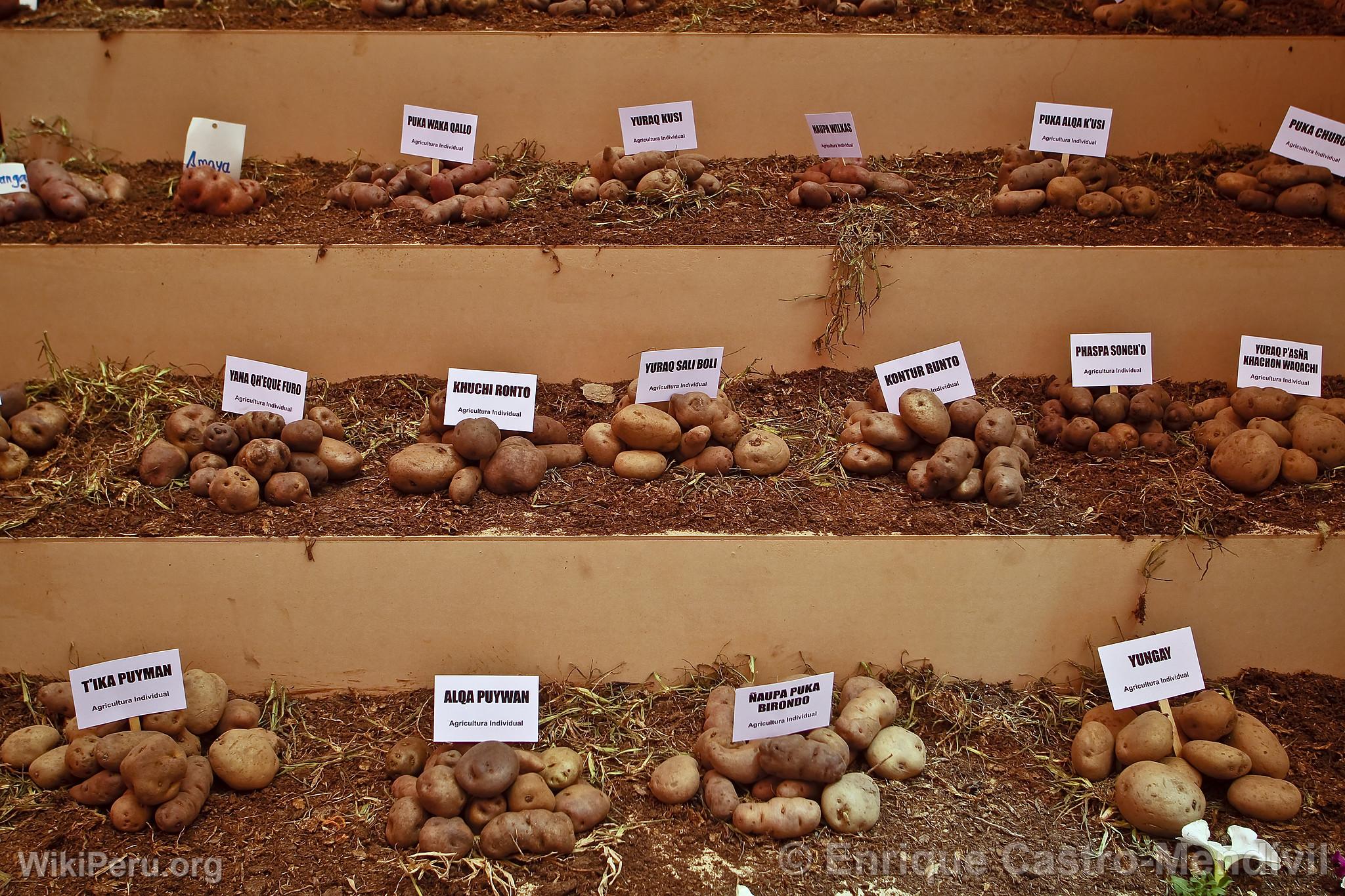 Varieties of Potatoes