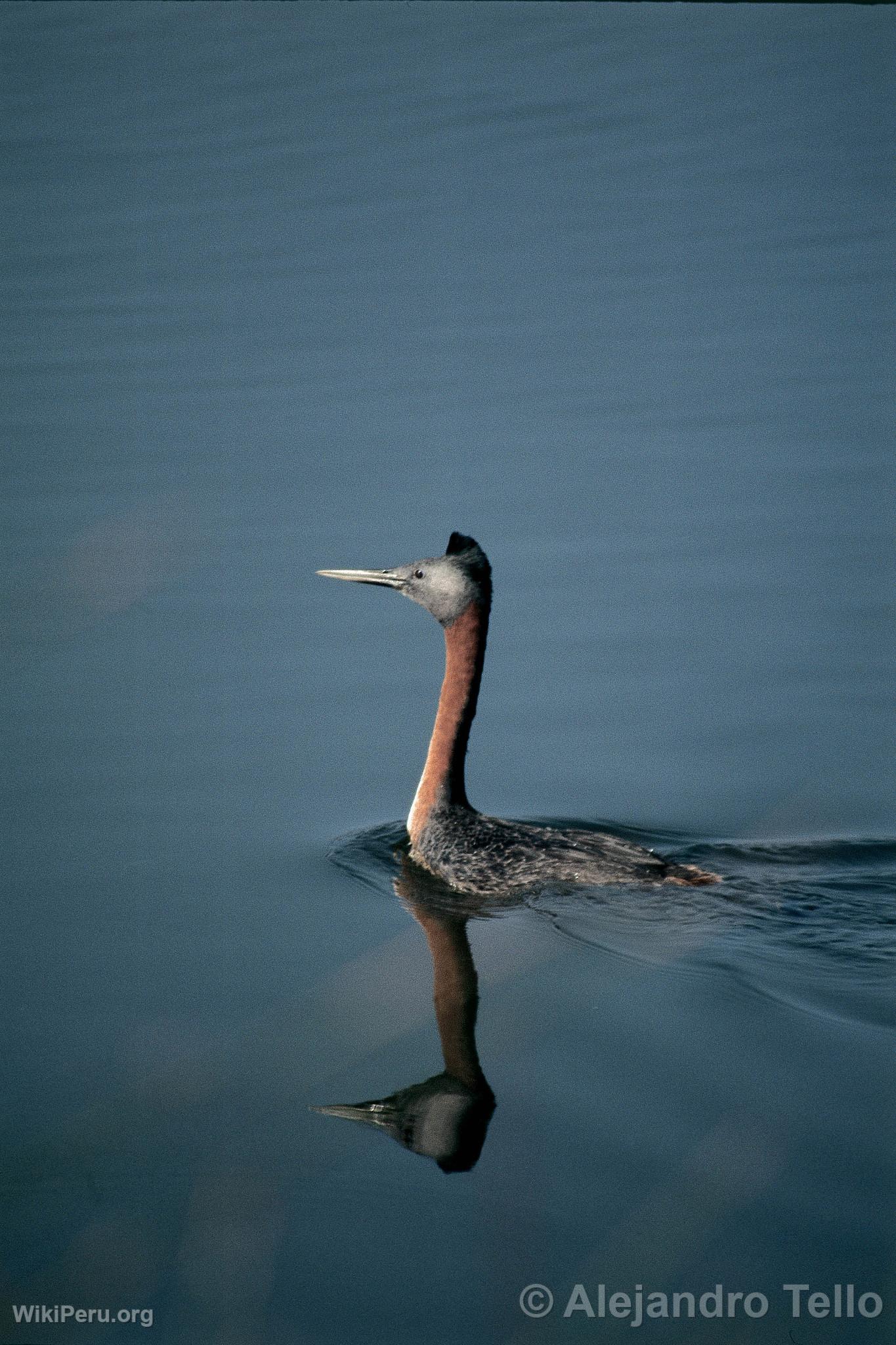 Great Diving Grebe