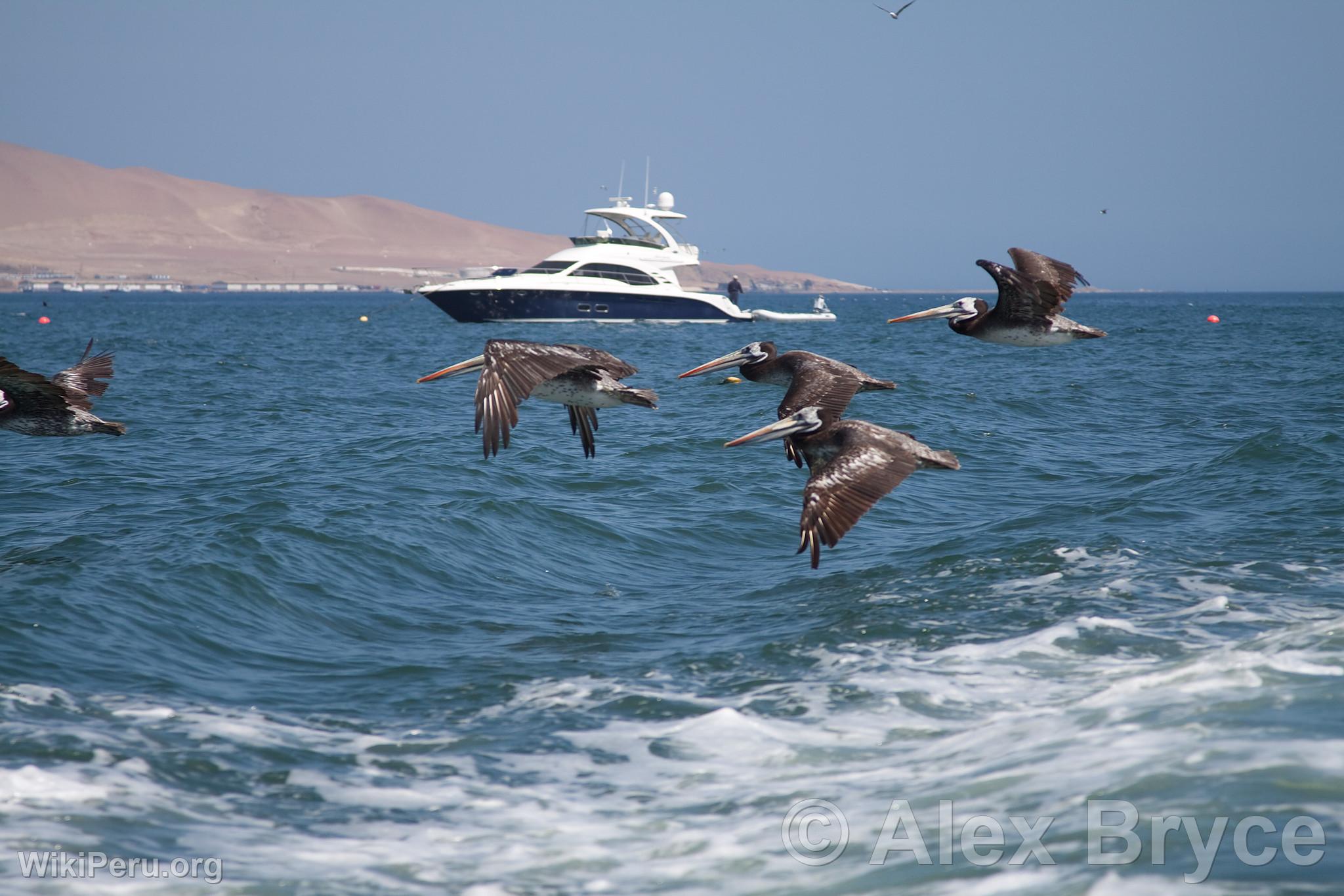 Pelicans in Paracas National Reserve