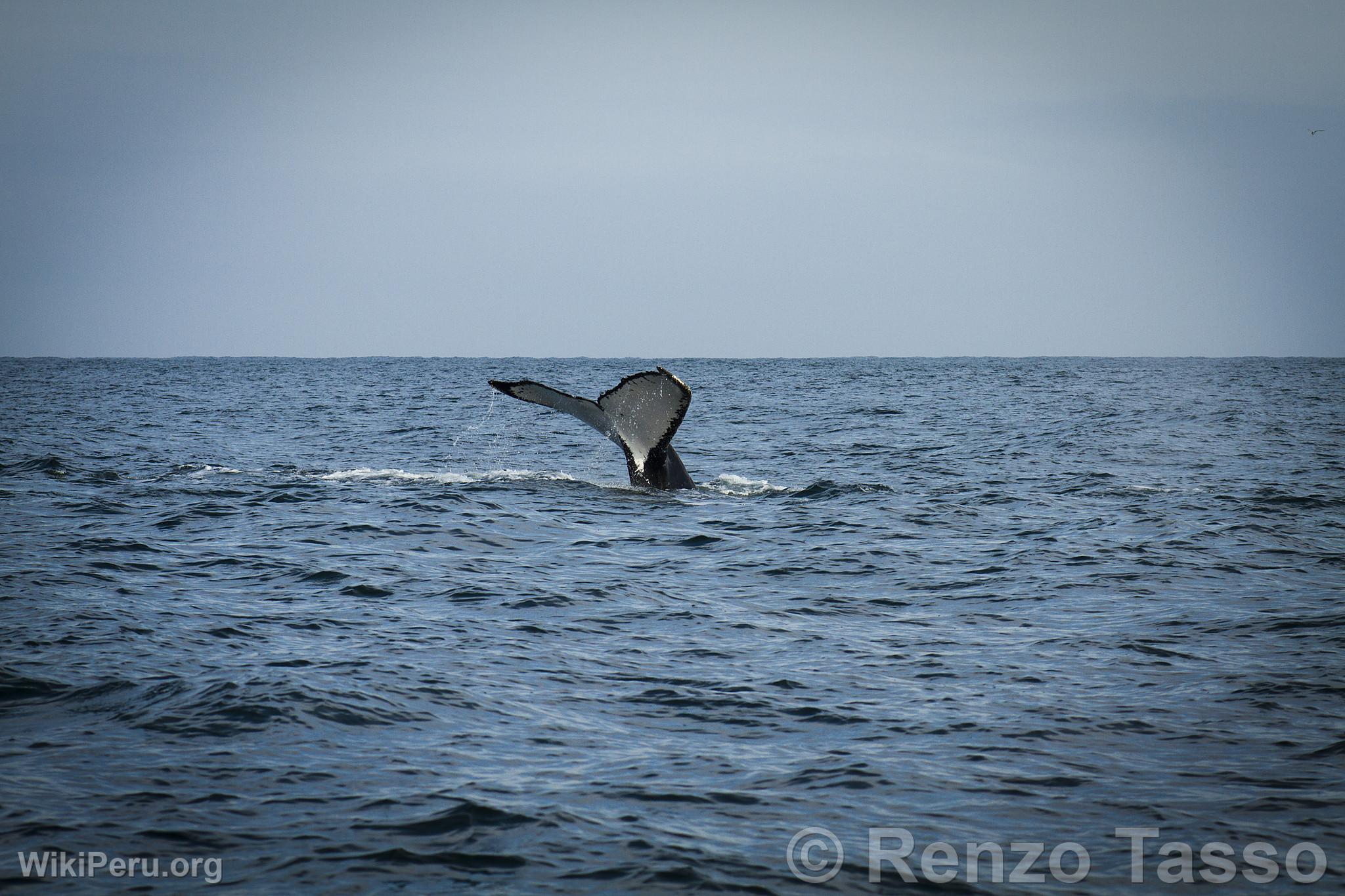 Whale Watching