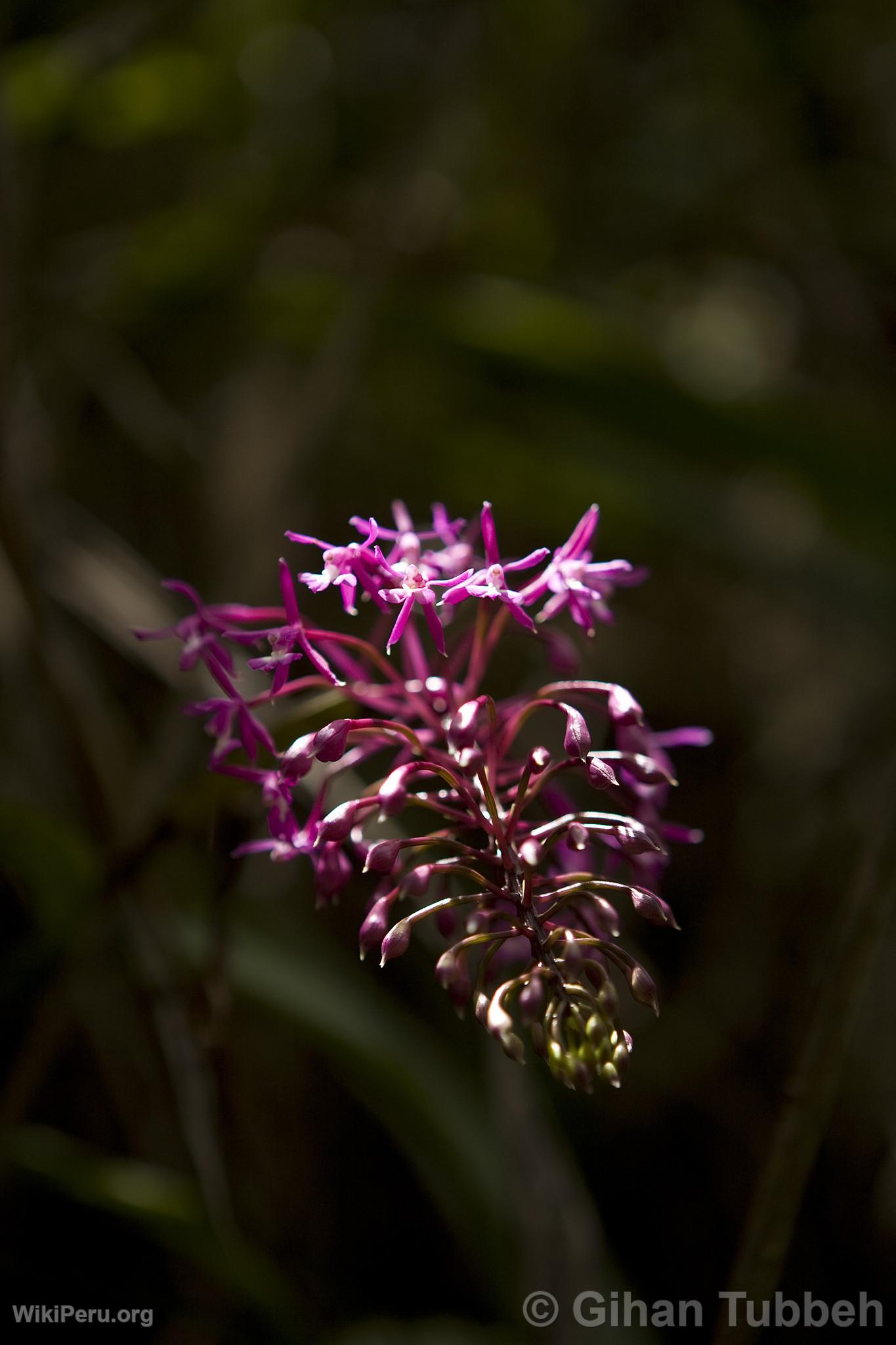 Orchid on the Way to Choquequirao