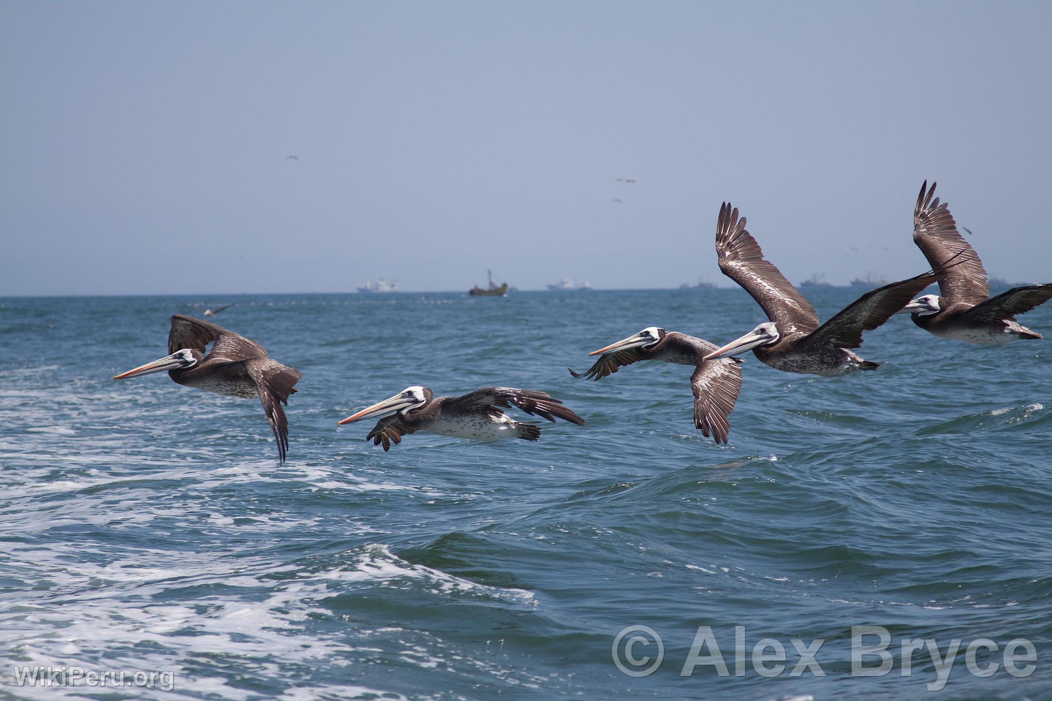 Pelicans in Paracas National Reserve