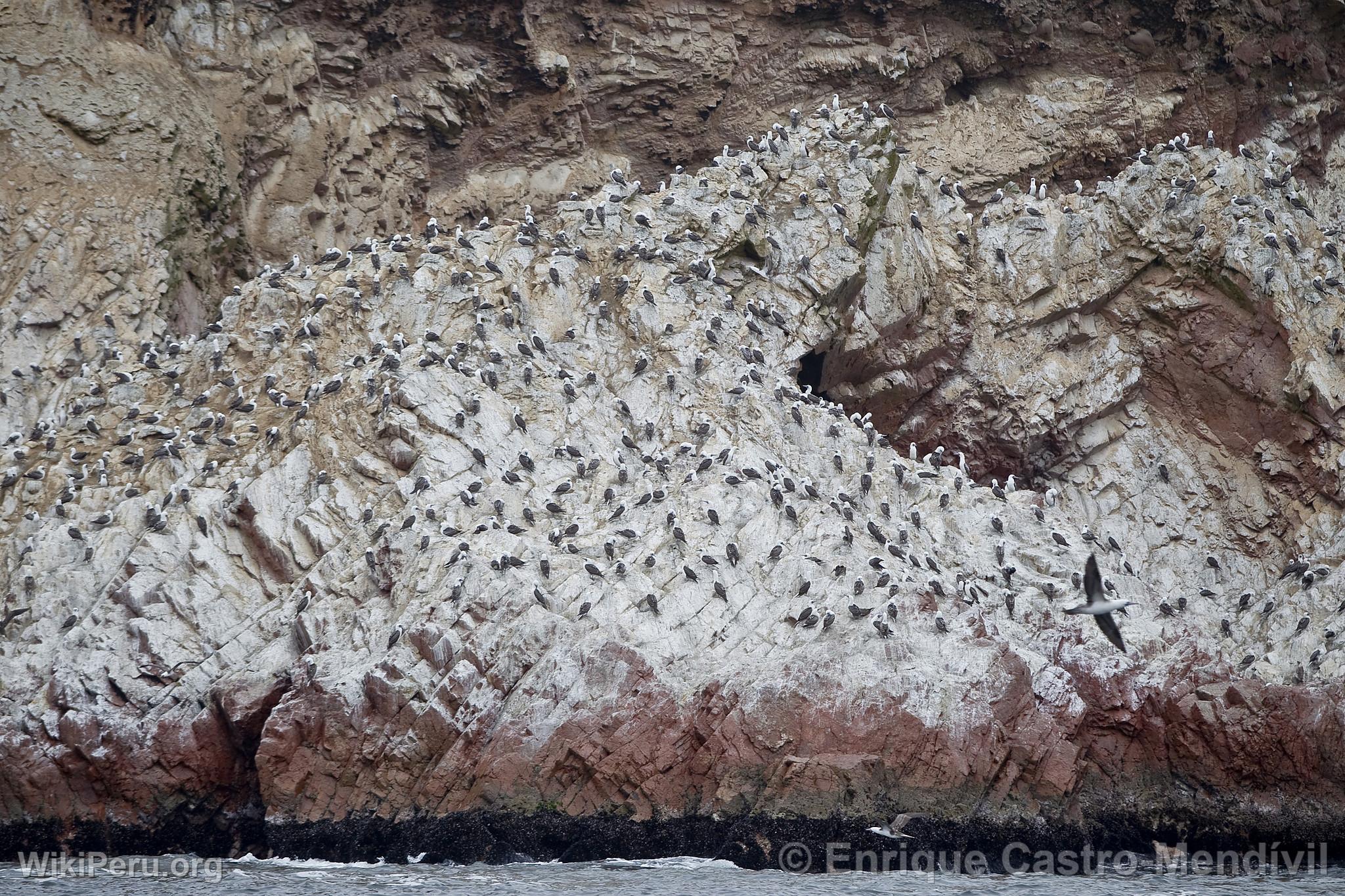 Peruvian Boobies in Paracas National Reserve