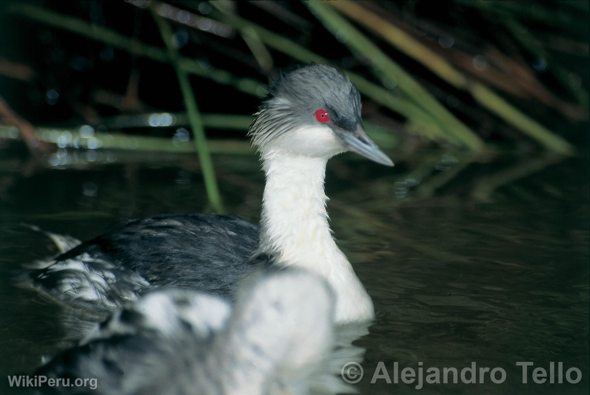 Diving Grebe