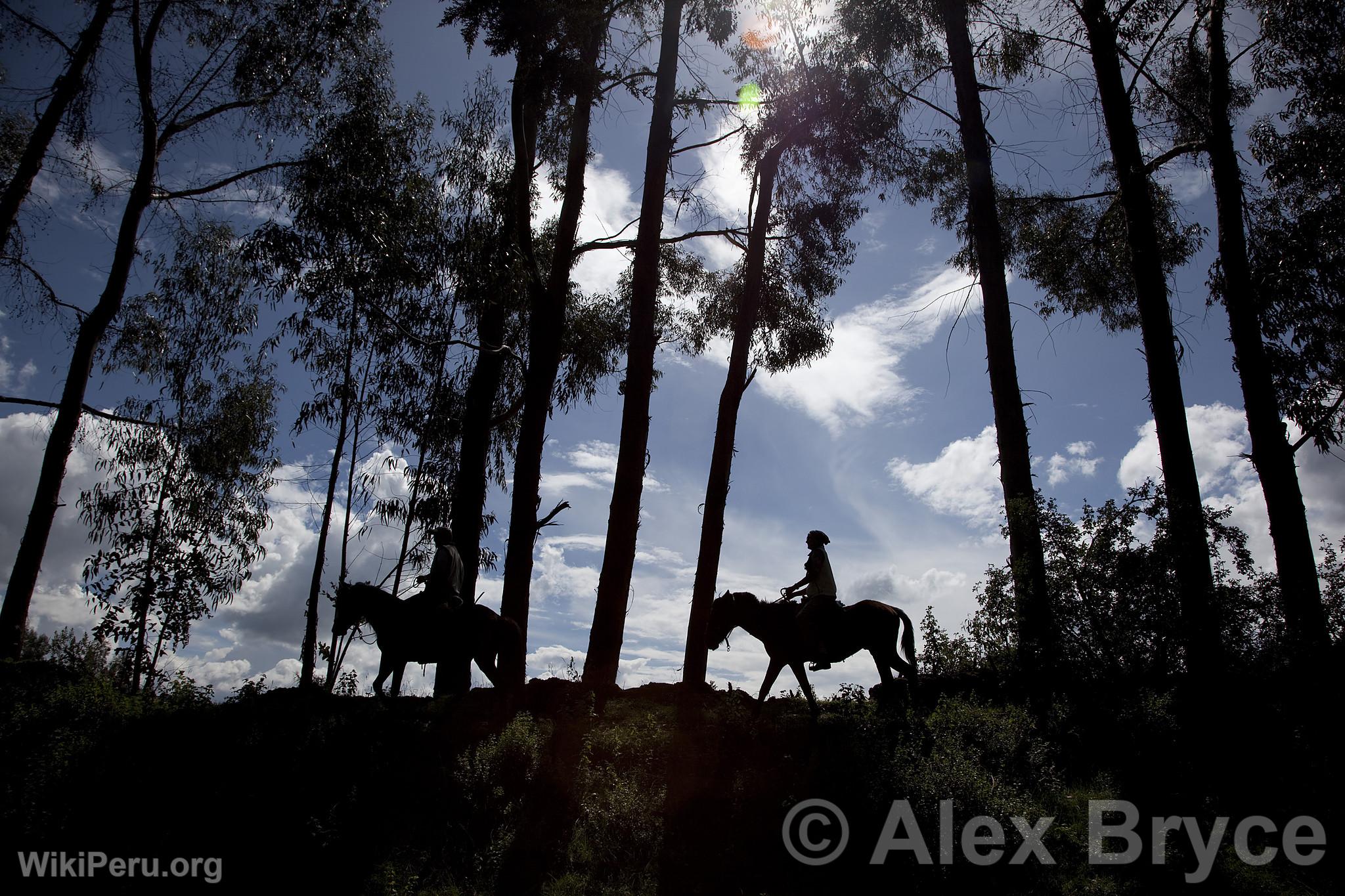 Horse Riding