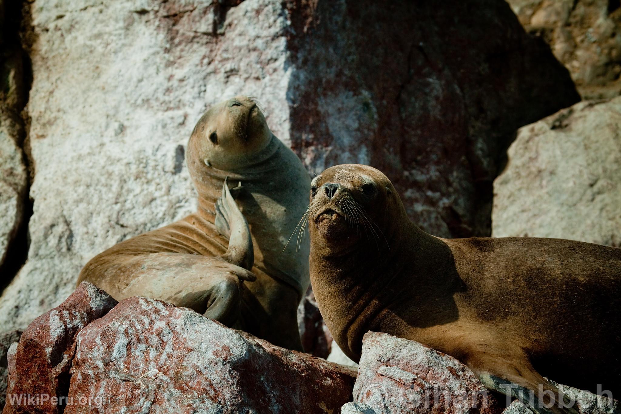 Sea Lions