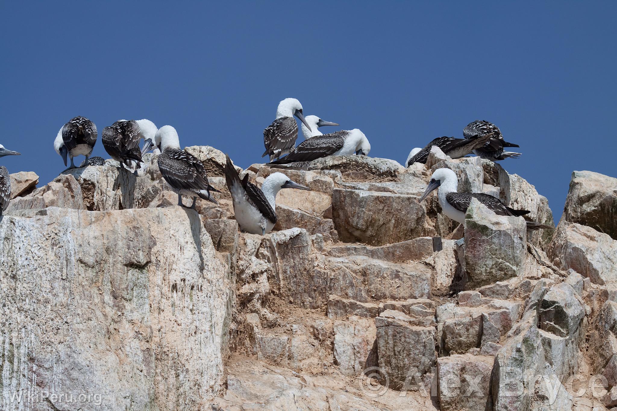 Common Boobies