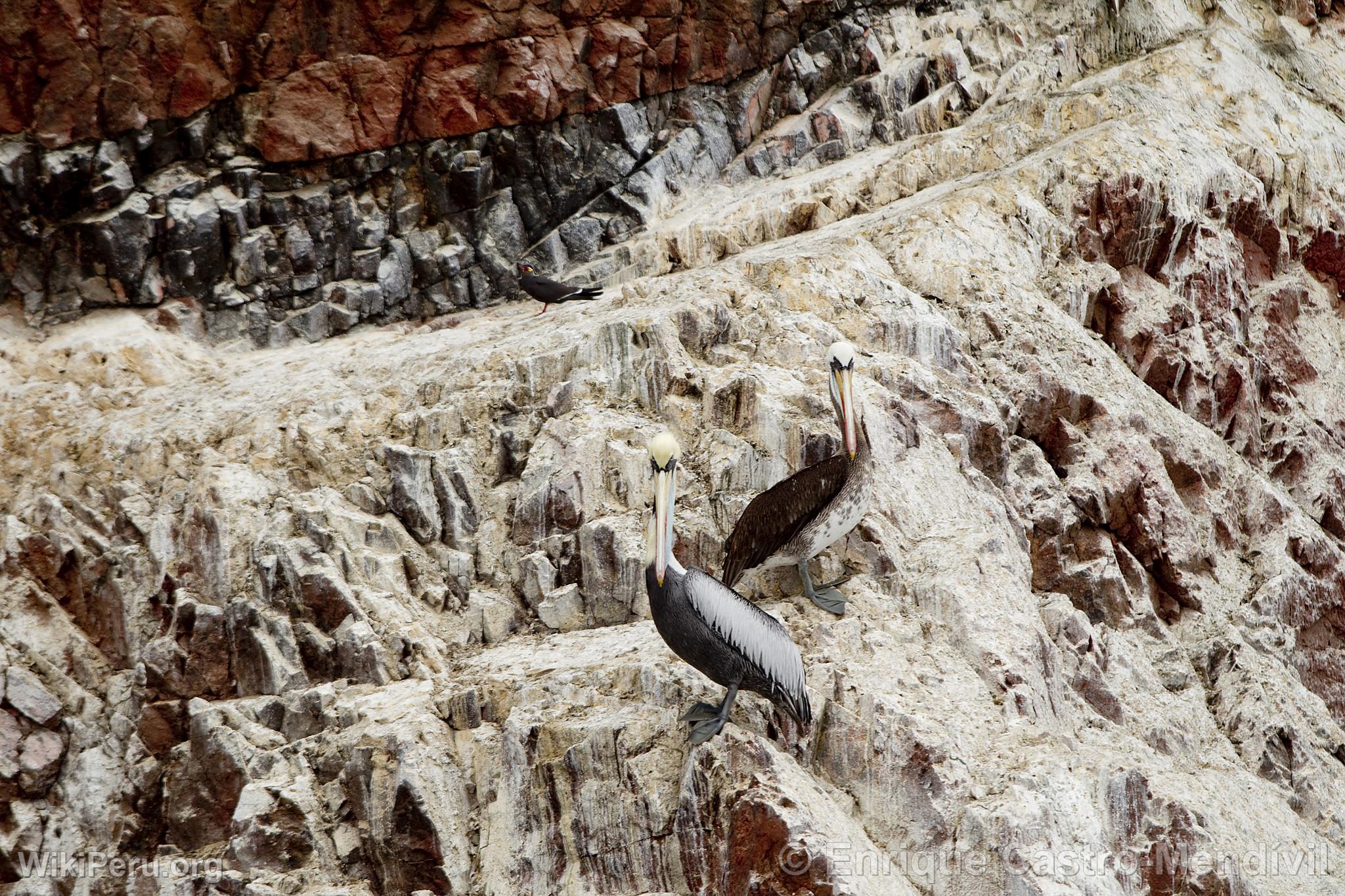 Pelicans in Paracas