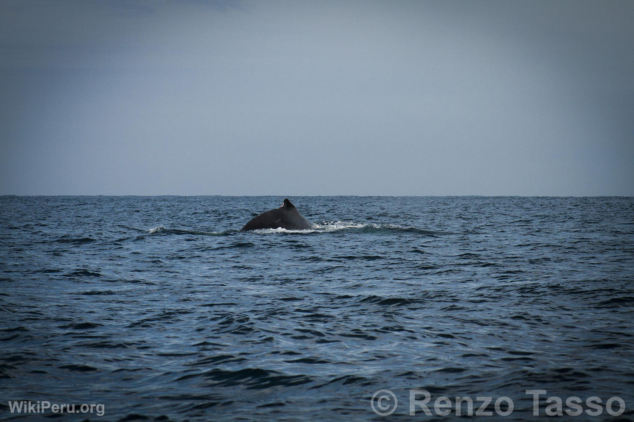 Whale Watching