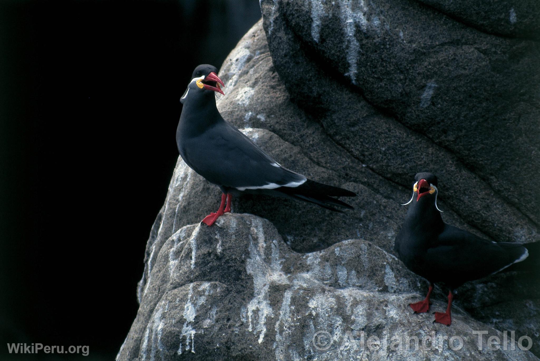 Inca Tern, Paracas