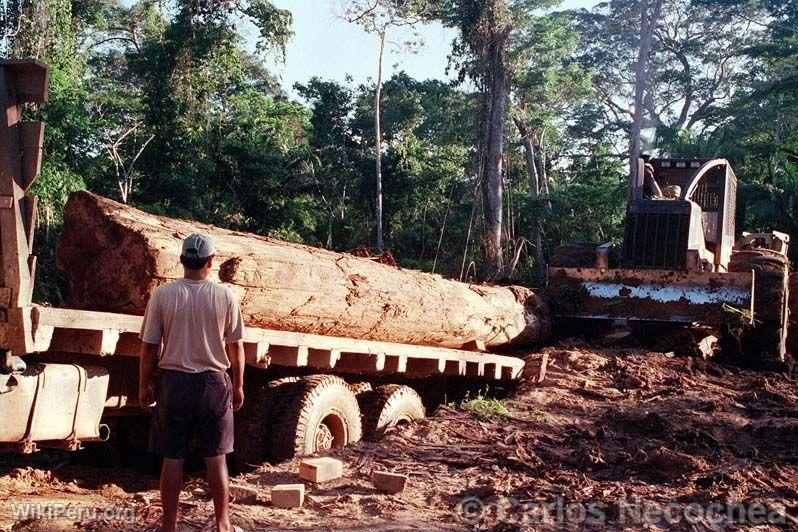 Forest Logging in Madre de Dios