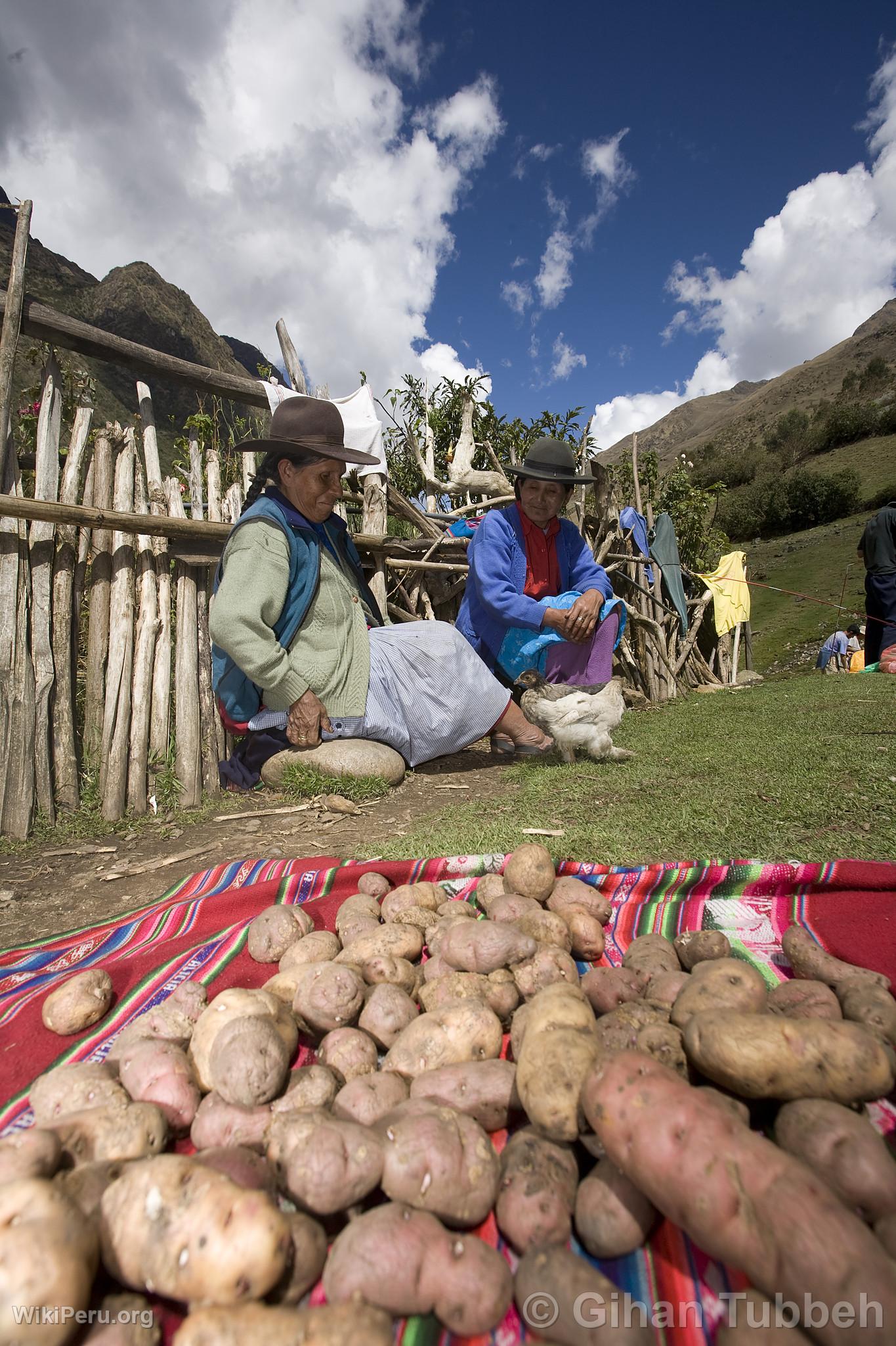 Potato Harvest