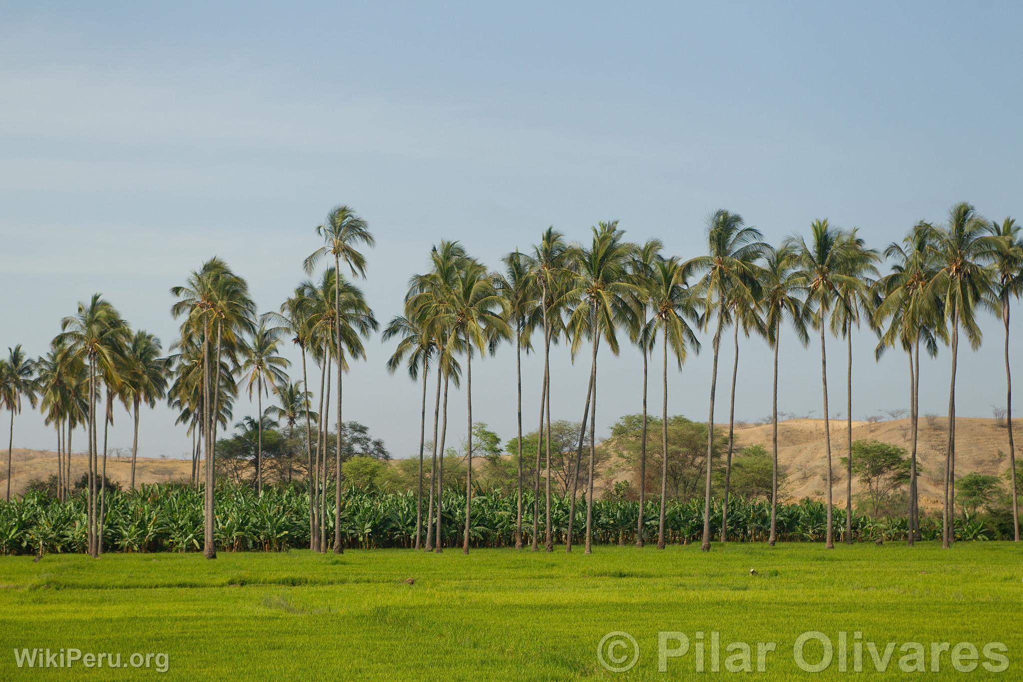 Virril Estuary