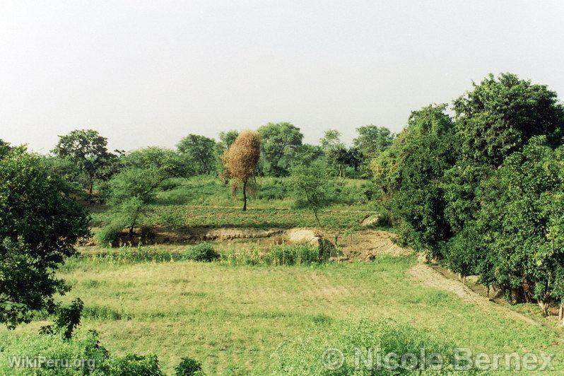 Farm in Motupe