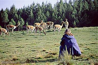 Vicuas at Granja Porcn