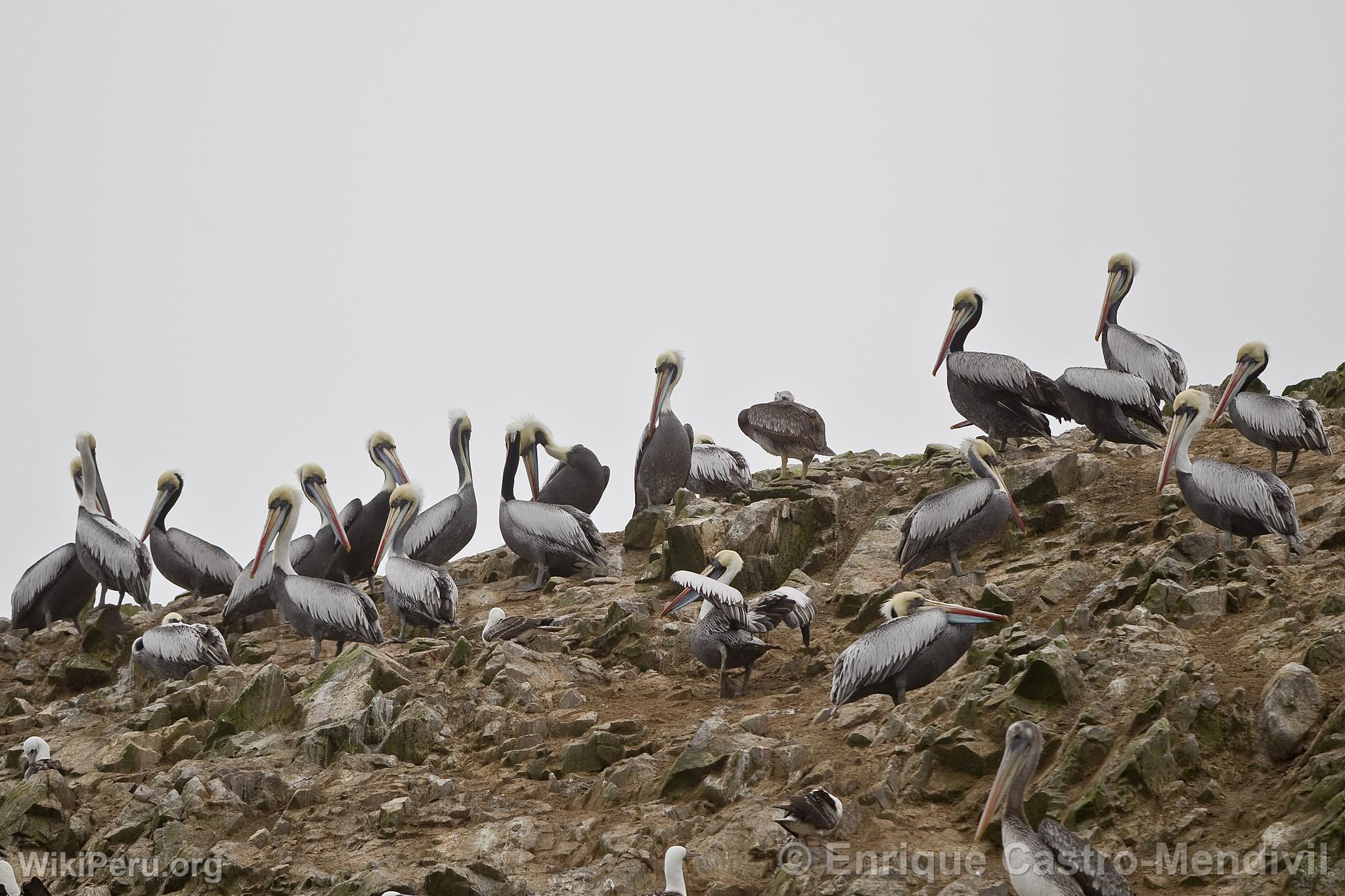 Pelicans in Paracas