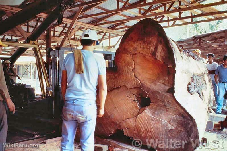 Wood Exploitation in Loreto