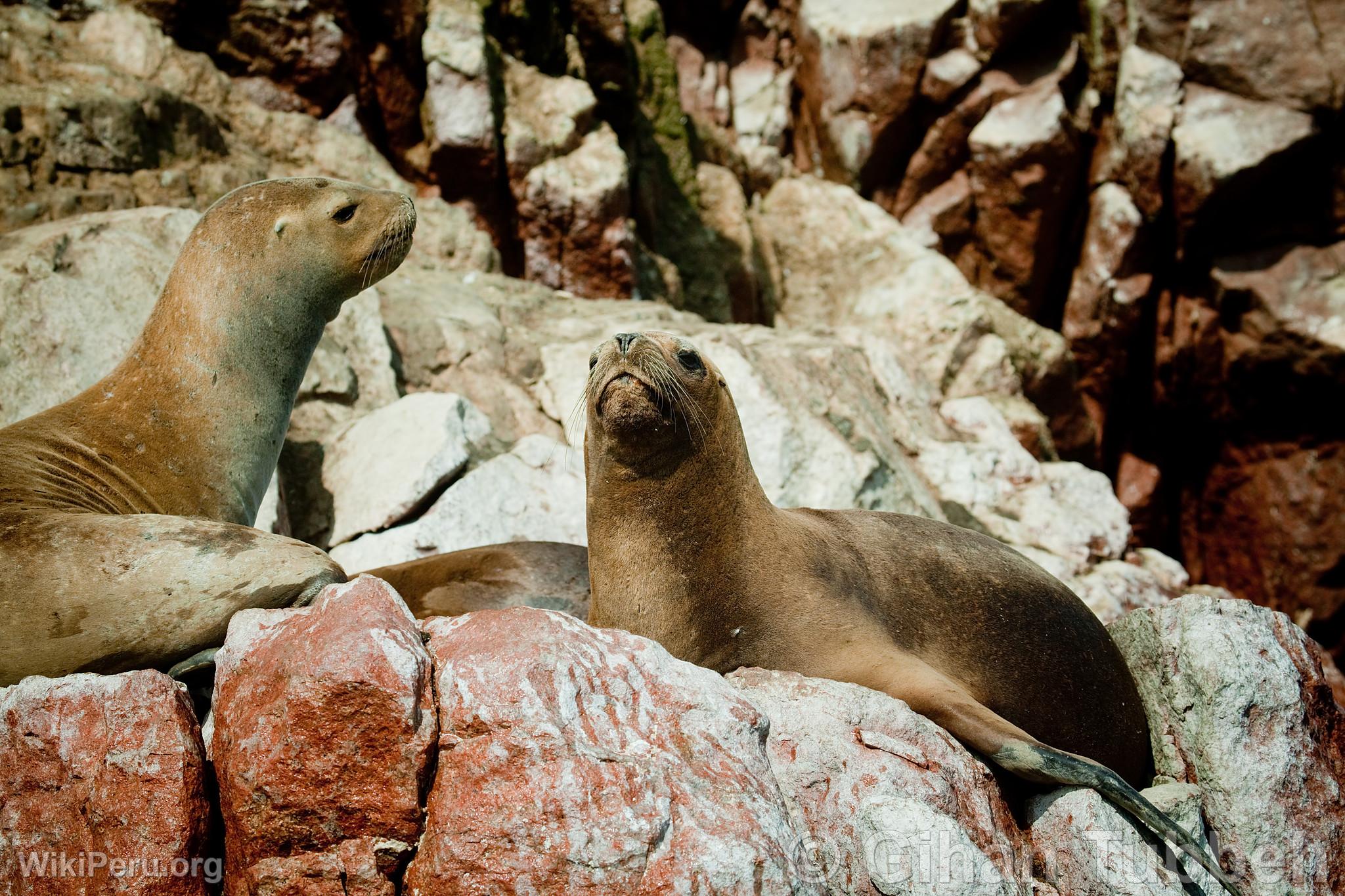 Sea Lions