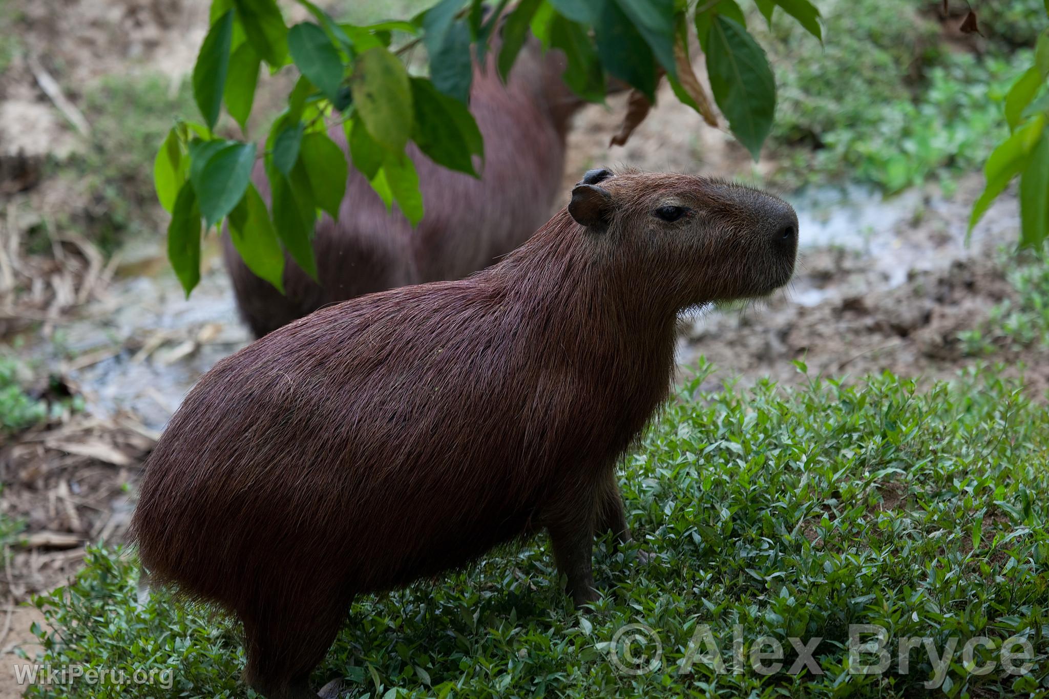 Capybara