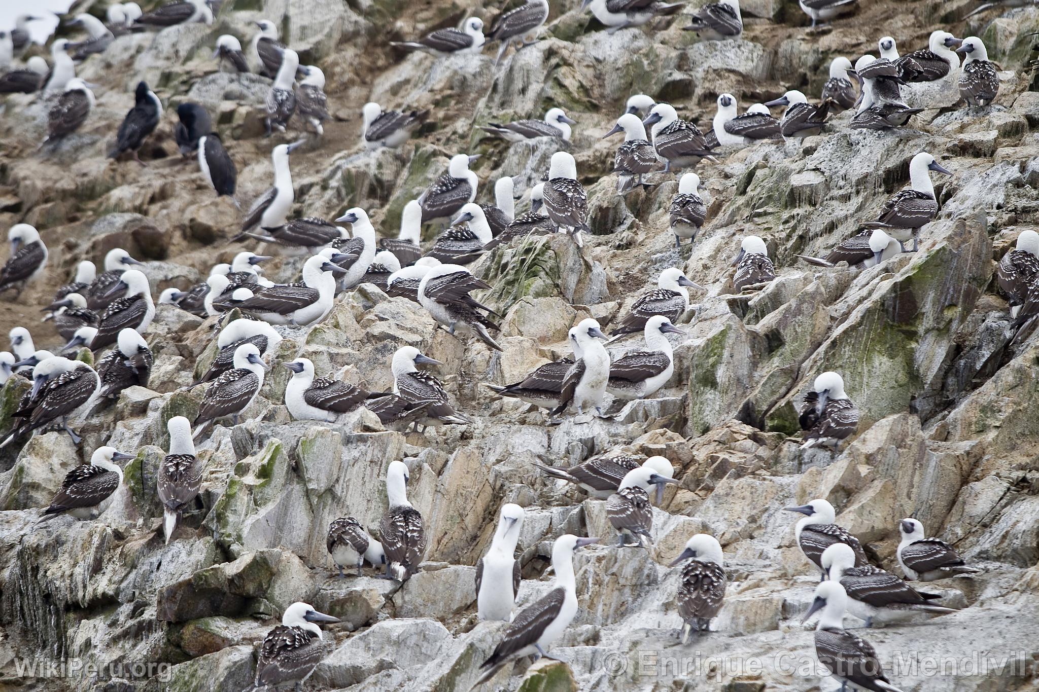 Peruvian Boobies in Paracas National Reserve