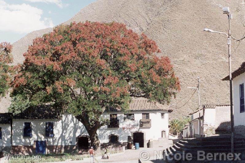 Pisonay tree, Andahuaylas