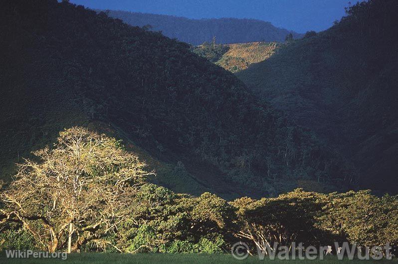 Yanachaga-Chemilln National Park