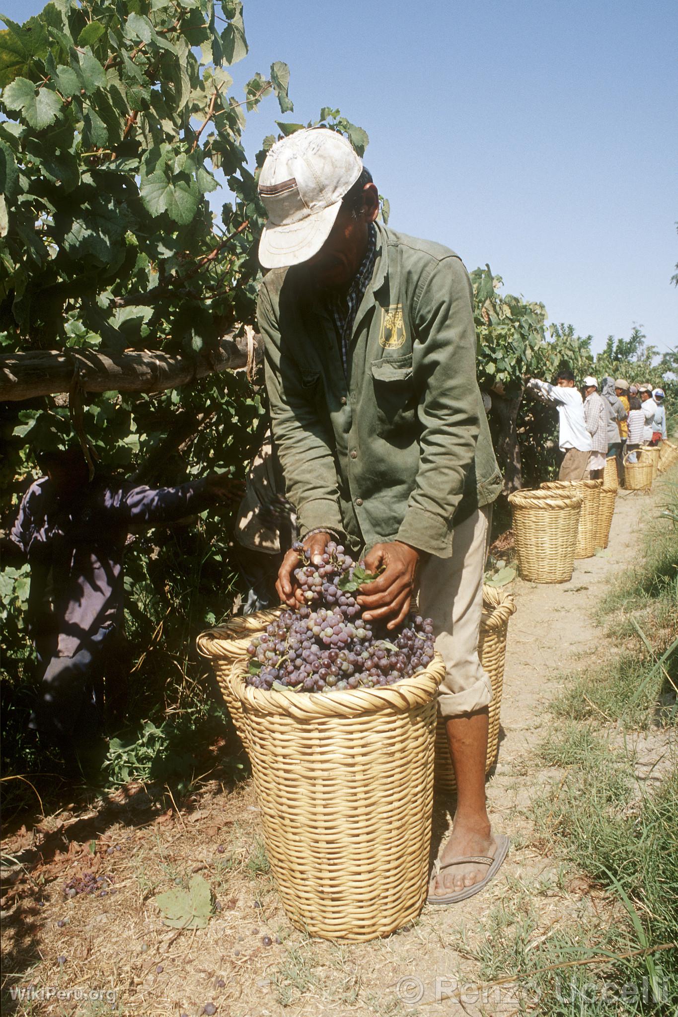 Grape Harvest