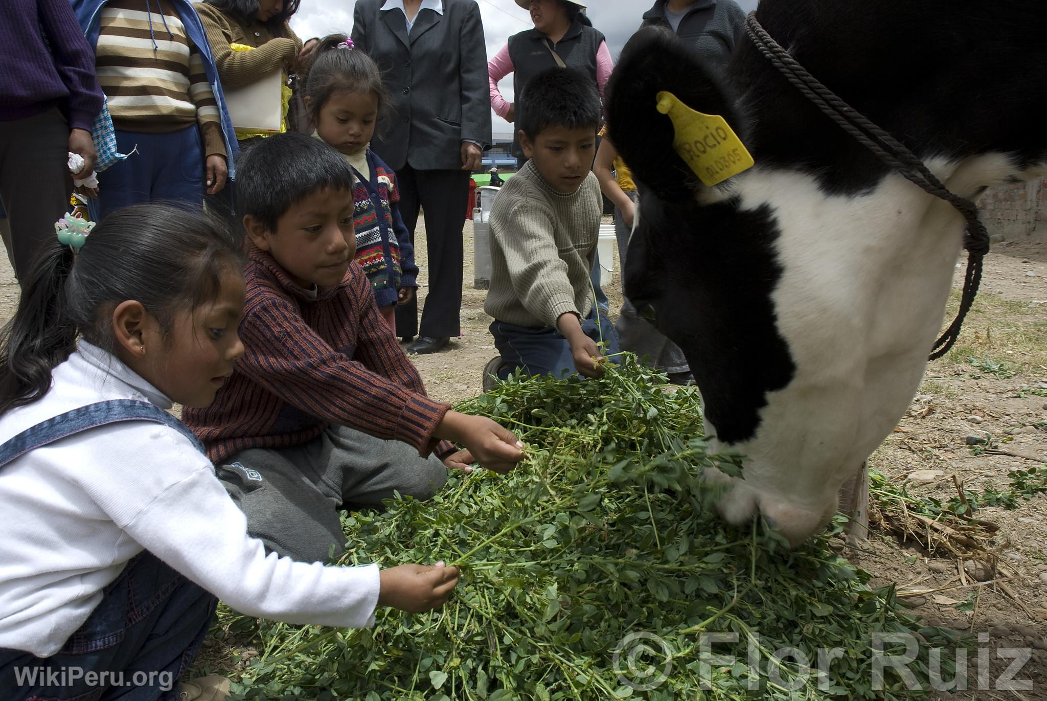 Agricultural Fair