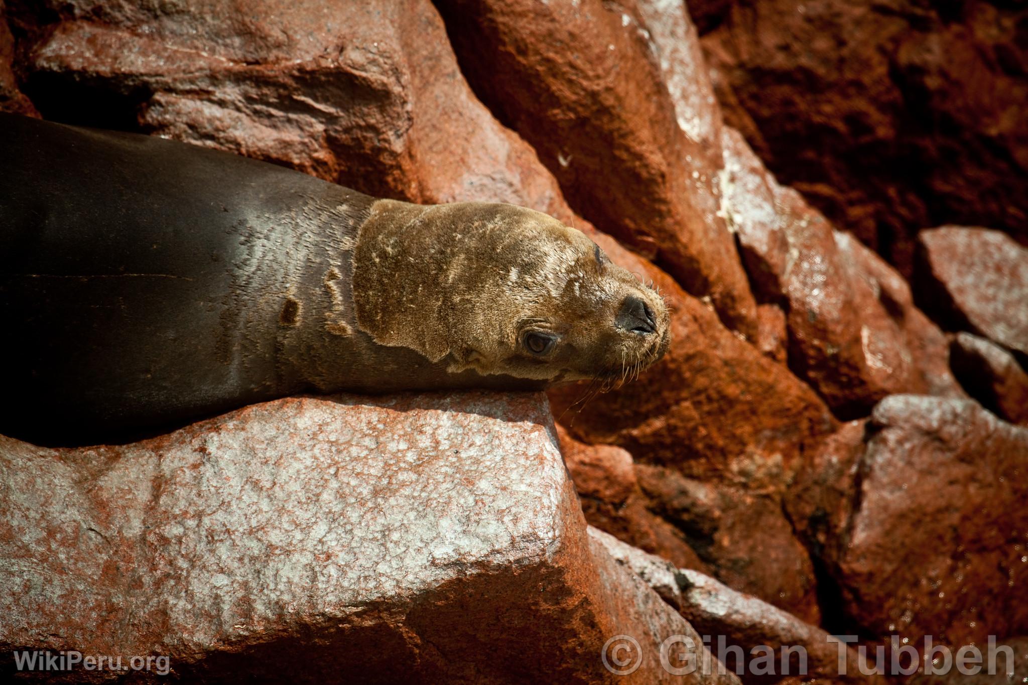 Sea Lion