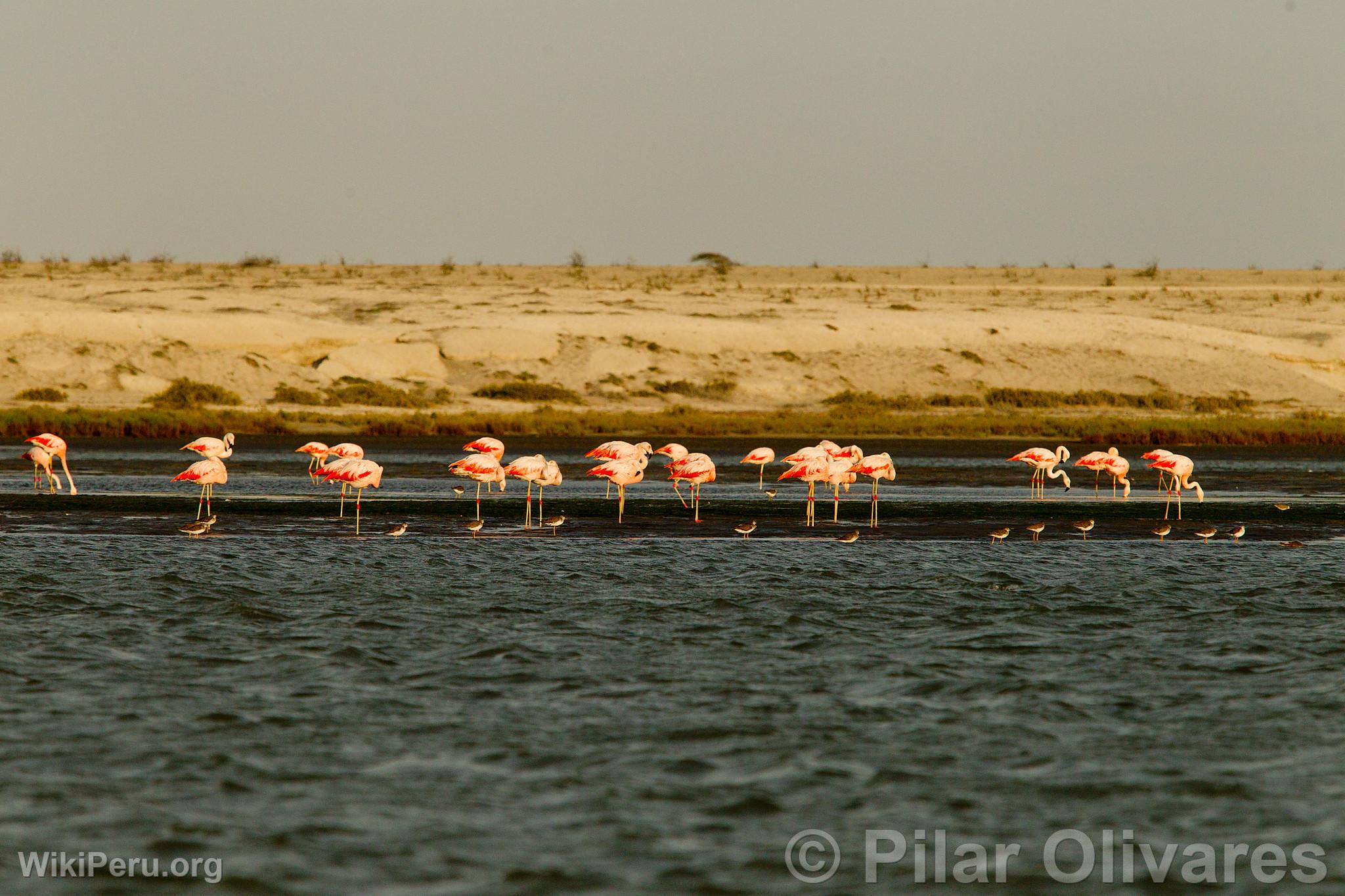 Flamingos