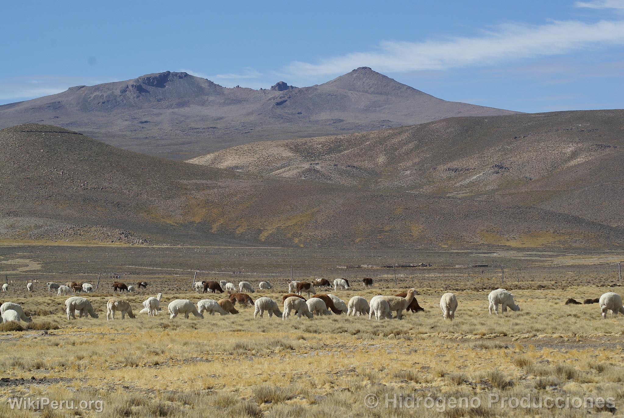 Alpacas