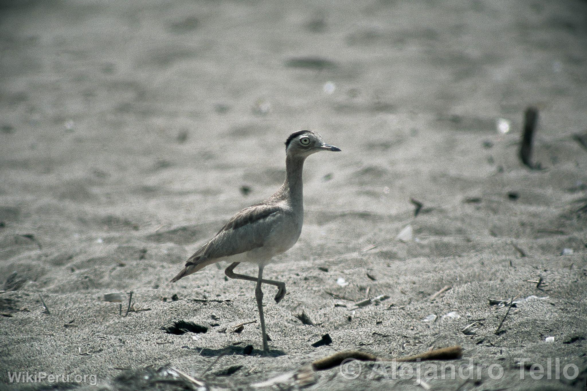 Huerequeque Bird