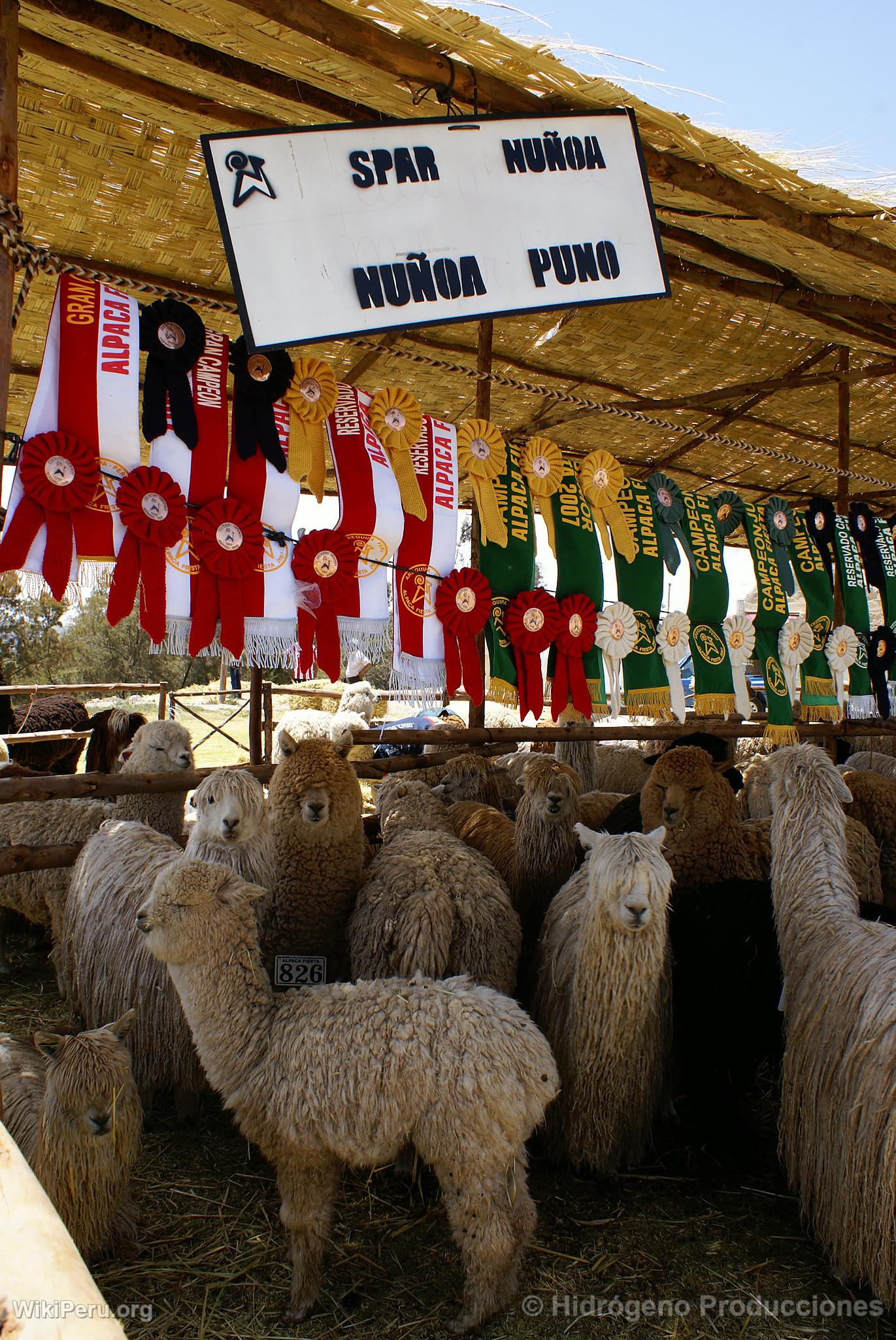 Alpaca Exhibition