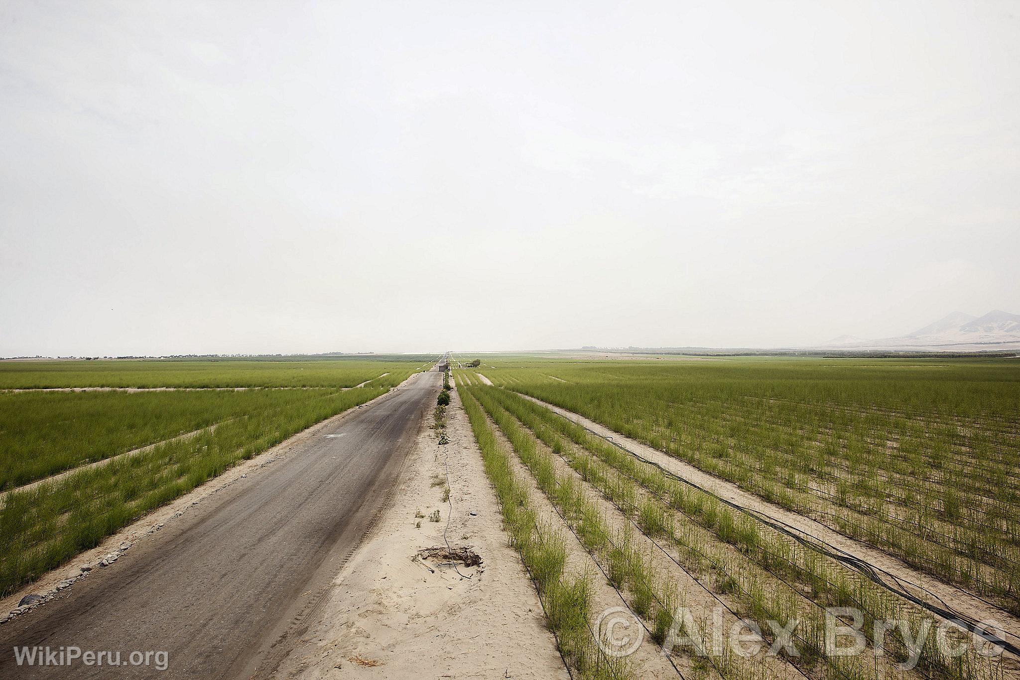 Asparagus Cultivation