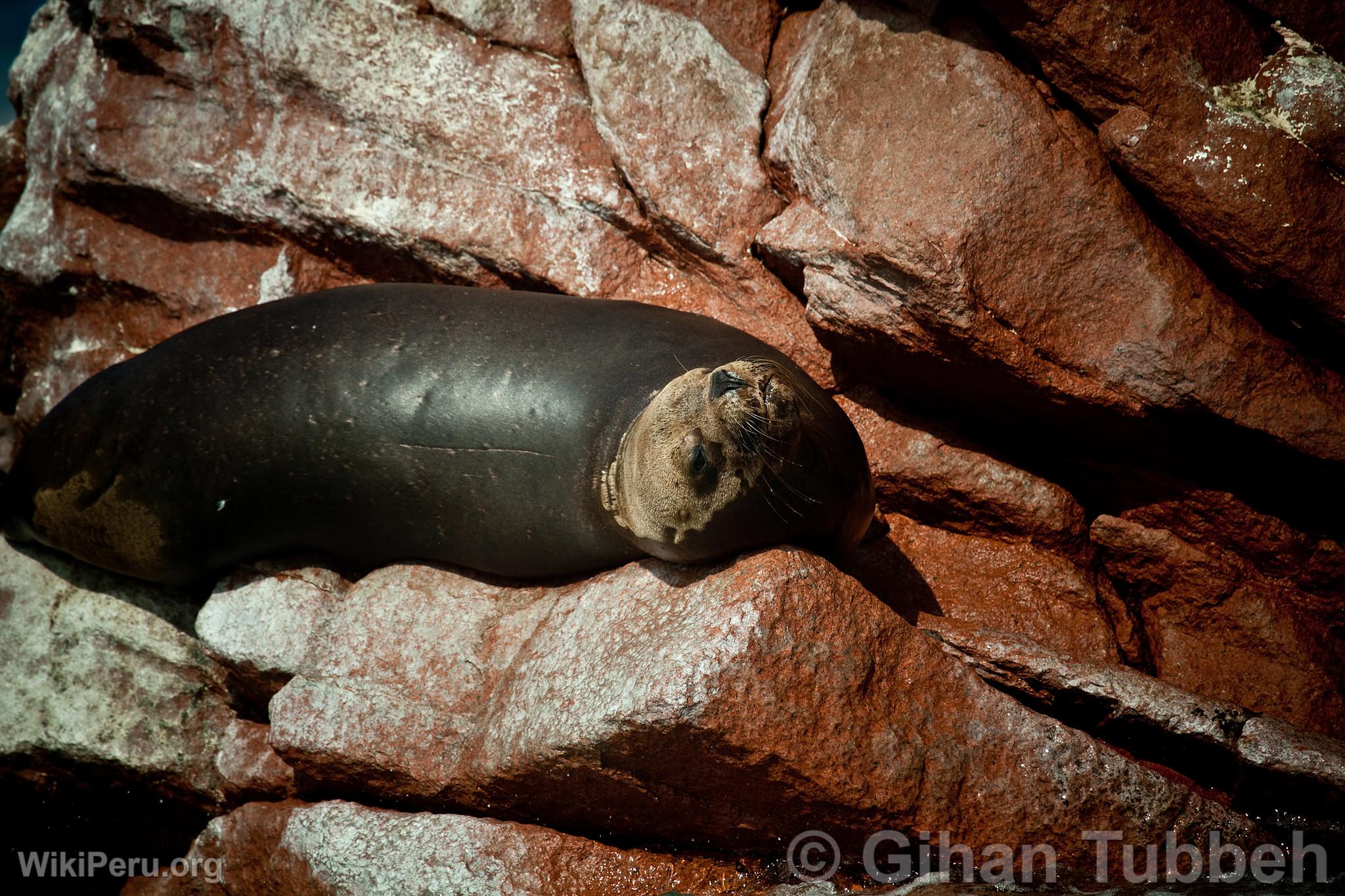 Sea Lion