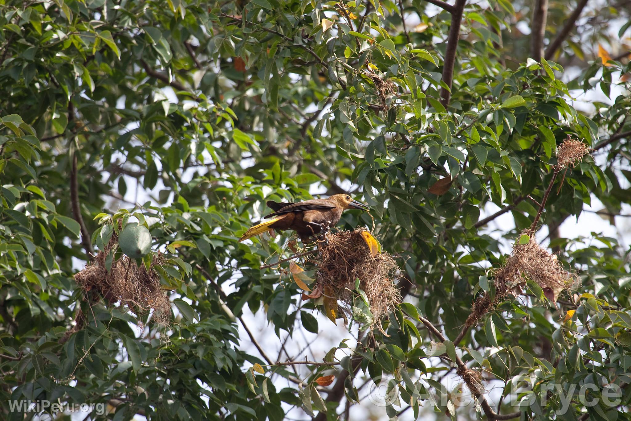 Russet-Backed Oropendola