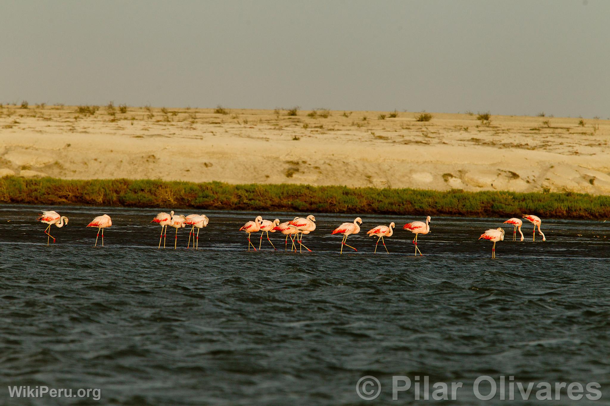 Flamingos