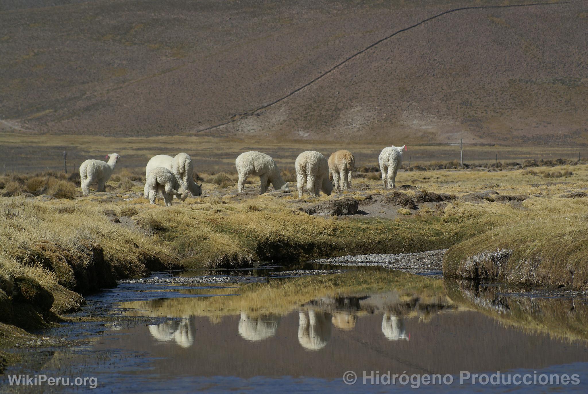 Alpacas