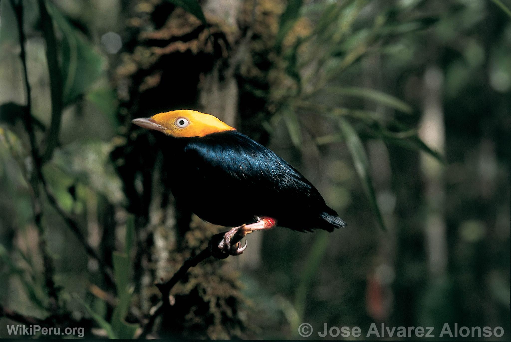 Golden-Headed Manakin