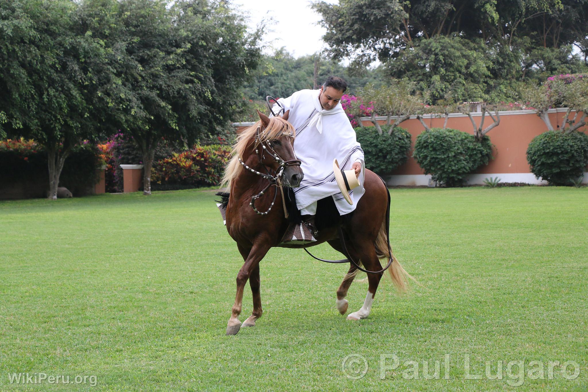 Peruvian Paso horse